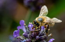 Im Garten Im Garten