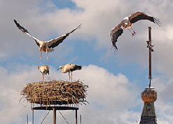 JJ_2025_Storch JJ_2025_Storch