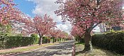 0072CS-_2026042028129-H2-_D2CDieburg-_Kirschbluetenallee.jpg