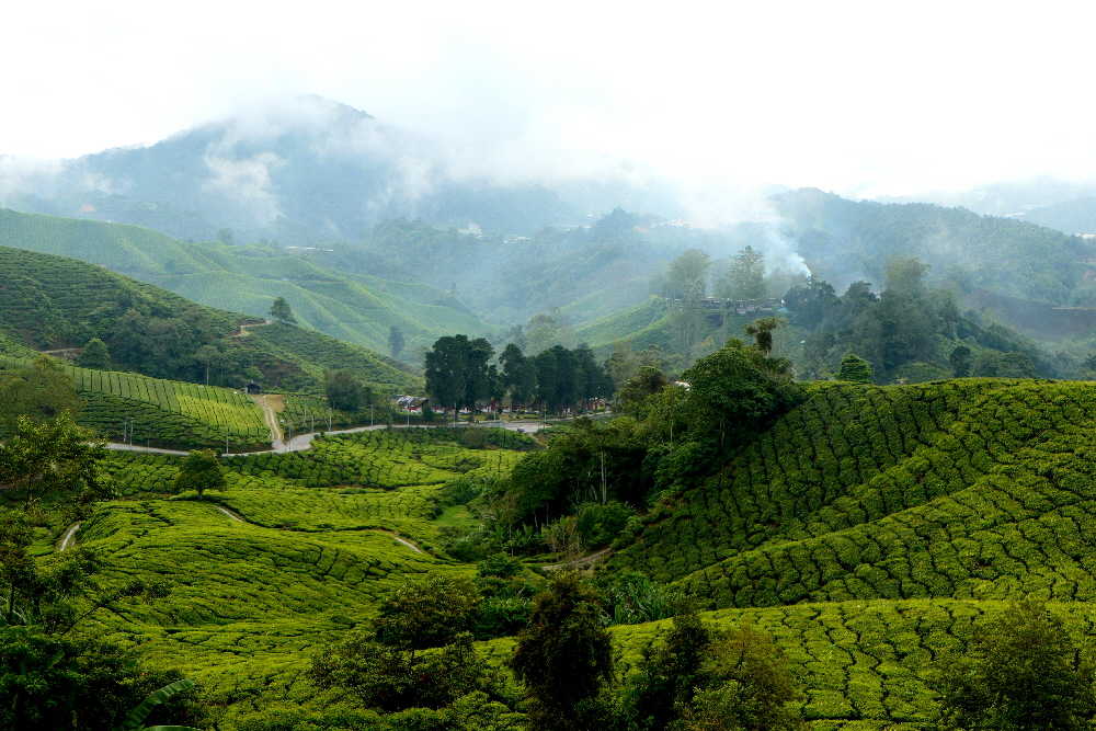 Malaysia Teeplantage 
